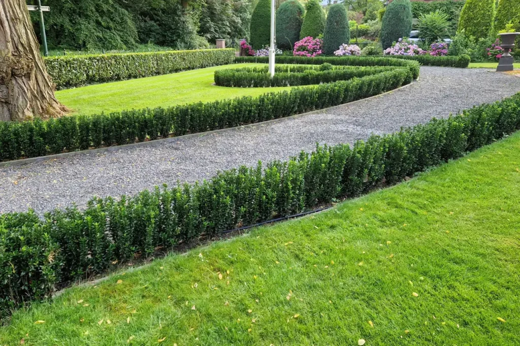 Japanischer Spindelstrauch Hecke