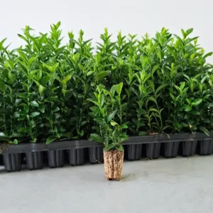 Japanischer Spindelstrauch Green Spire 7 cm